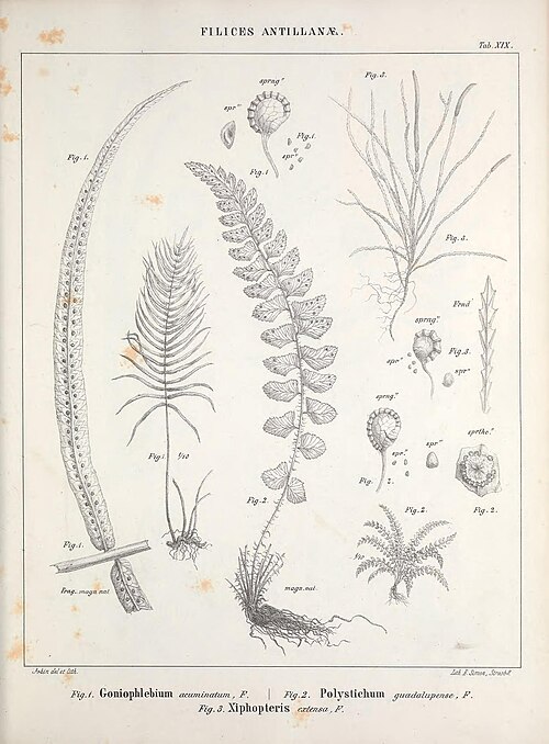 Cochlidium serrulatum