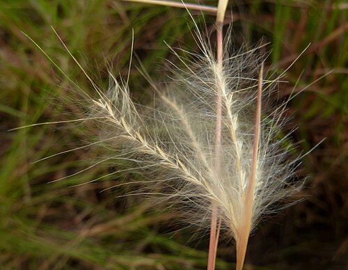 Andropogon eucomus