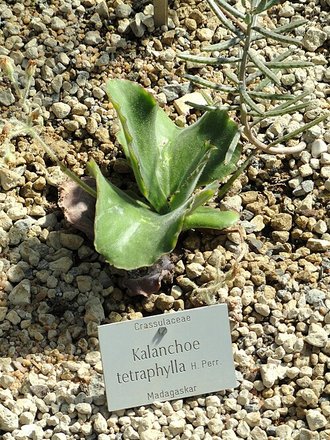 Kalanchoe tetraphylla