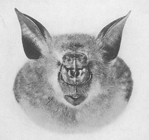 Macronycteris gigas