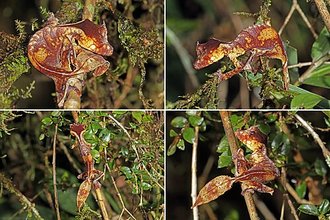 Uroplatus phantasticus
