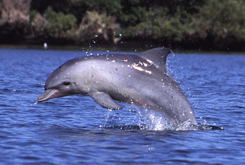 Grand dauphin de l'océan Indien (Tursiops aduncus)