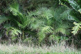 Dypsis baronii