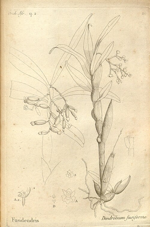 Polystachya fusiformis