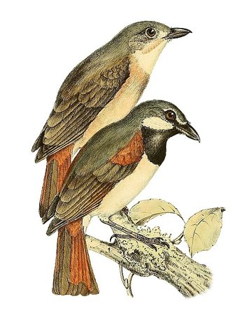 Calicalic malgache (Calicalicus madagascariensis)