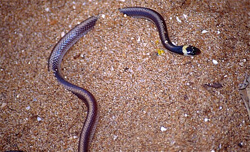 Heteroliodon occipitalis