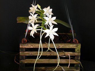 Aerangis articulata