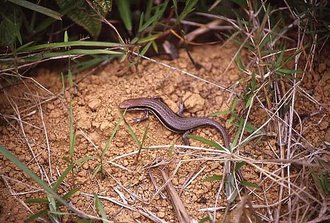 Trachylepis gravenhorstii
