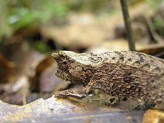 Brookesia thieli