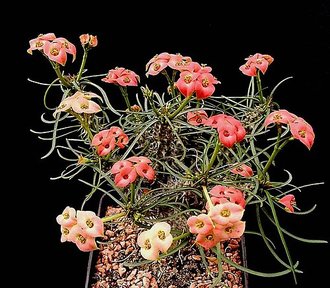Euphorbia gottlebei