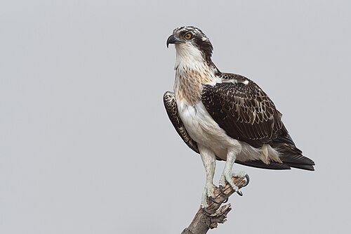 Balbuzard pêcheur (Pandion haliaetus)