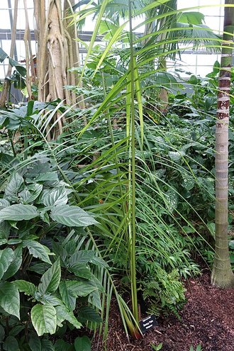 Dypsis carlsmithii