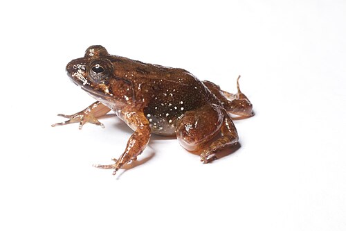Mantidactylus biporus
