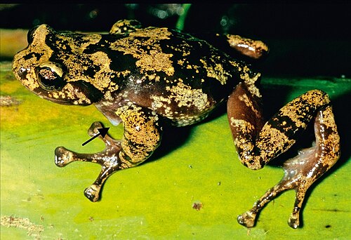Anodonthyla rouxae