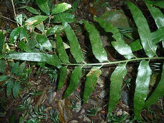 Asplenium anisophyllum