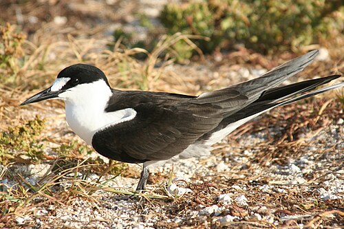 Sterne fuligineuse (Onychoprion fuscatus)