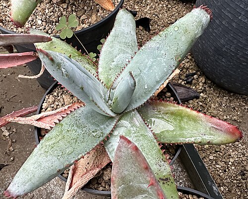 Aloe pachydactylos