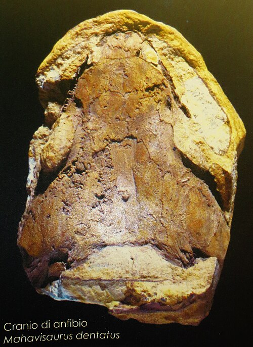 Mahavisaurus dentatus
