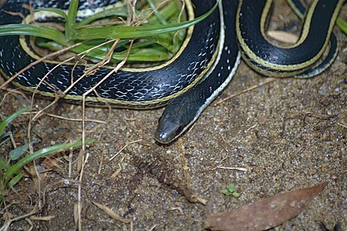 Thamnosophis lateralis