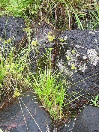 Cyperus haspan