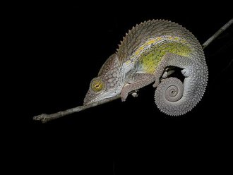Furcifer nicosiai