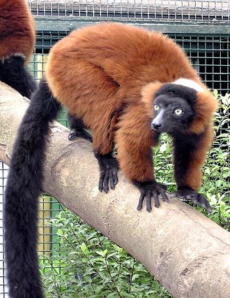 Vari roux (Varecia rubra)