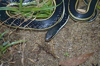 Thamnosophis lateralis