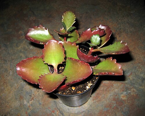 Kalanchoe longiflora