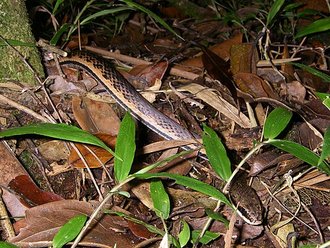 Liopholidophis dolicocercus