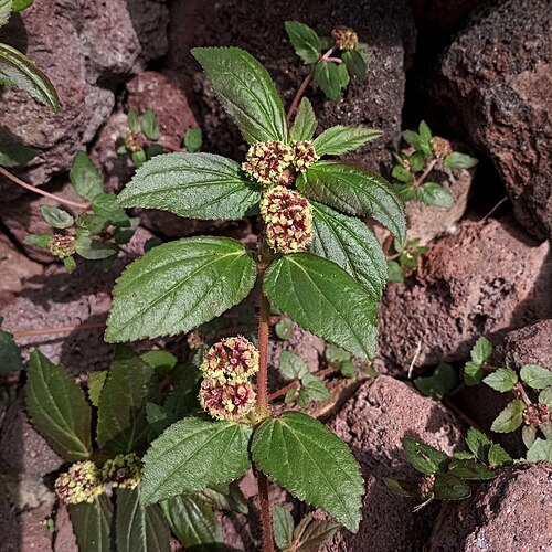 Euphorbia hirta