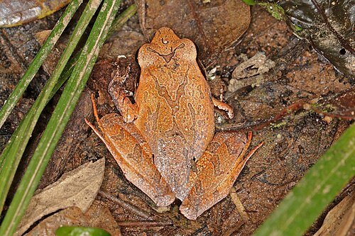 Aglyptodactylus australis