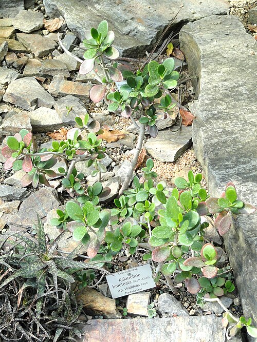 Kalanchoe bracteata
