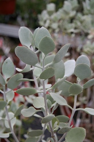 Kalanchoe hildebrandtii