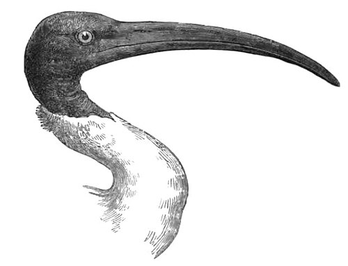 Ibis malgache (Threskiornis bernieri)