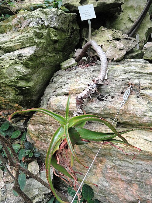 Aloe suarezensis