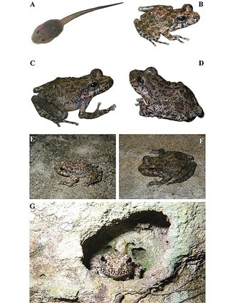 Gephyromantis kintana