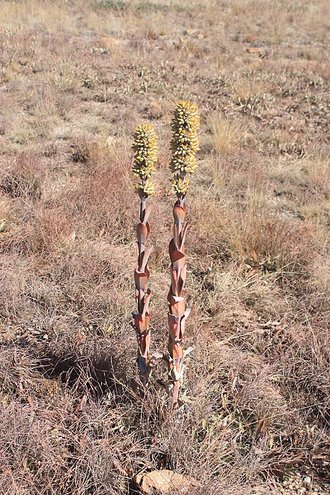 Kalanchoe thyrsiflora