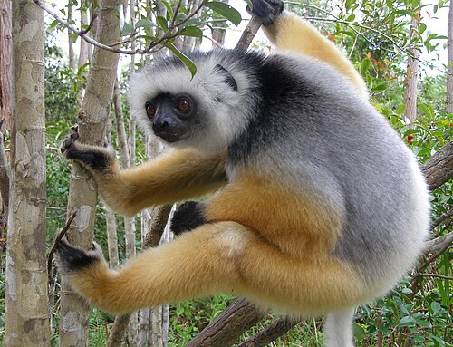 Propithèque à diadème (Propithecus diadema)