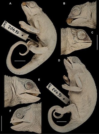 Trioceros affinis