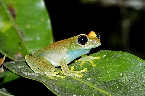 Boophis viridis