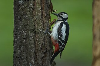 Pic épeiche (Dendrocopos major)