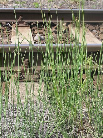 Prêle rameuse (Equisetum ramosissimum)