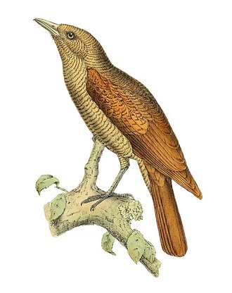 Oriolie de Bernier (Oriolia bernieri)