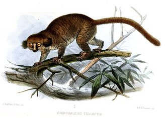 Allocèbe (Allocebus trichotis)