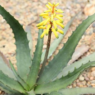 Aloe citrea