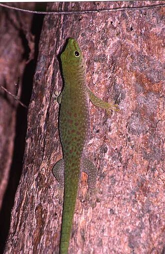 Phelsuma kochi