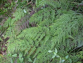 Odontosoria chinensis