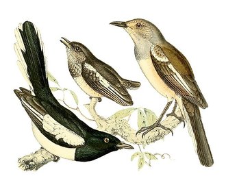 Copsychus pica