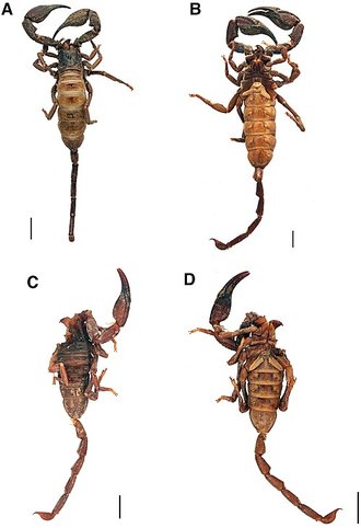 Heteroscorpion opisthacanthoides