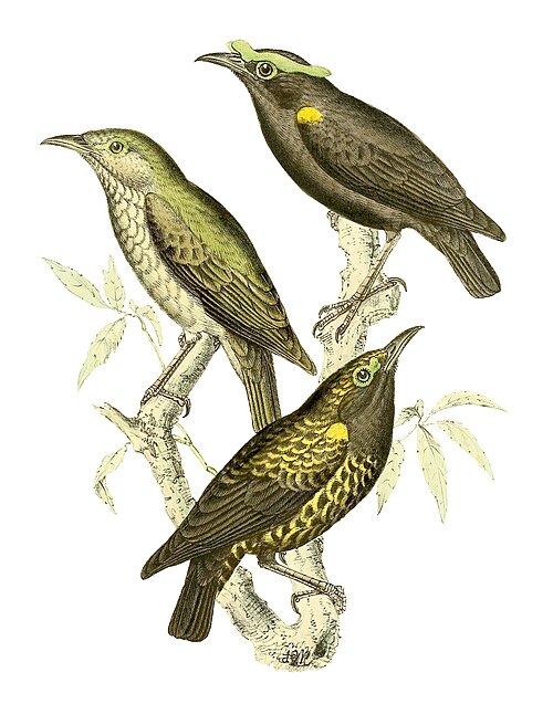 Philépitte veloutée (Philepitta castanea)